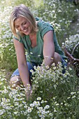 Woman cutting chamomile to dry for tea