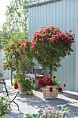 Blühende Callistemon (Zylinderputzer) in Holz-Kübeln auf Terrasse