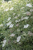 Sambucus nigra Albovariegata (white-colored elderberry)