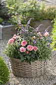 Basket with Rose chinensis, thyme