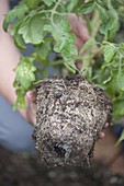 Quality characteristic of a healthy plant are white roots
