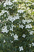 Cornus kousa 'Kreuzdame'(Chinesischer Blumen-Hartriegel)