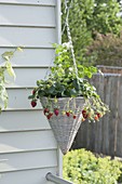 Hanging flower basket with strawberry (fragaria)