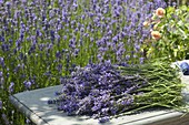 Lavender harvest in the farm garden