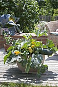 Zucchini 'Diamant' (Cucurbita pepo) und Lobularia (Duftsteinrich)