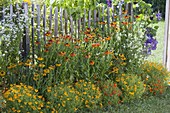 Helenium hybrids 'Waltraut' 'Wyndley', Tagetes tenuifolia