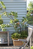 Aprikosenbaum (Prunus armeniaca) in Holz-Kasten unterpflanzt mit Erdbeeren