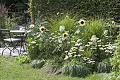 Weiß - gelbes Beet mit Helianthus annuus 'Buttercream' (Sonnenblumen)