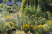 Yellow bed with verbascum (mullein), Achillea (yarrow)