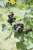 Schwarze Johannisbeere 'Kir Royal' (Ribes nigrum)