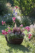 Bepflanzter Weidenkorb im Gras : Rosa (Rosen), Veronica spicata 'Inspire Pink'