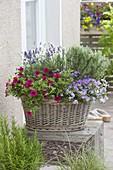 Korb mit Thymian (Thymus vulgare), Lavendel (Lavandula), Calibrachoa