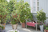 Balcony with red currants