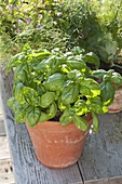 Basil 'Big green Genoveser' (Ocimum basilicum) in terracotta