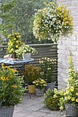 Yellow-white planted balcony-Nemesia Sunsatia 'Little Banana' 'Little Coco