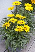 Gazania 'Kiss Yellow' (midday gold)