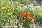 Helianthus salicifolius (willow-leaved sunflower), Helenium