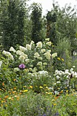 Hydrangea paniculata 'Limelight' mit weissen Dahlien