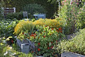 Self made raised bed of nasturtium and tagetes boards