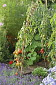 Plant tomatoes on willow branches in the vegetable garden