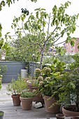 Mediterranean roof terrace with wooden deck