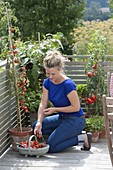 Frau erntet Tomaten auf dem Balkon