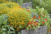 Self made raised bed of nasturtium and tagetes boards