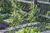 Green asparagus plants in vegetable bed