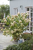 Terrace with hydrangeas