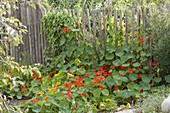 Rural Staketenzaun with Tropaeolum (nasturtium)