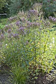 Perennial flowerbed with Verbena hastata 'Pink Spiers'