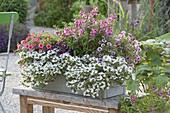 Wooden box with Scaevola Scalora 'Crystal', Angelonia