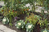 Mound vegetable bed with tomatoes, chillies, hot peppers