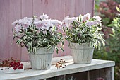 Chrysanthemum (Herbstchrysanthemen) und Salbei 'Tricolor'