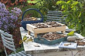 Walnut harvest