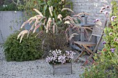 Pennisetum setaceum 'Rubrum' and Diascia