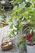 Courgette (Cucurbita pepo) in raised bed, bell pepper (Capsicum annuum)