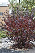 Physocarpus opulifolius 'Diabolo' (Dunkelrote Blasenspiere) in Herbstfärbung