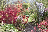 Enchanted garden corner, Euonymus alatus