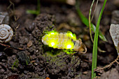 Small firefly, female, Lamprohiza splendidula, Glowworm, Bavaria, Germany / Glowworm, female, Lamprohiza splendidula, Bavaria, Germany