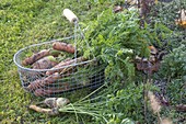 Freshly picked carrots, carrots in wire basket on the edge of the vegetable bed