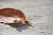 Winzige Häuschenschnecke auf Herbstblatt