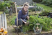 Frau erntet weiße Karotten im Biogarten