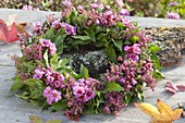 Autumn wreath with flowers of Bergenia, Hedera and Erica