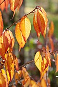 Prunus (Zierkirsche) in Herbstfärbung