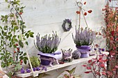 Hanging board as shelf, Calluna Garden Girls 'Hilda' purple