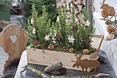 Prosecco-Holz-Kasten weihnachtlich bepflanzt mit Picea glauca 'Conica'