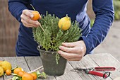 Thyme mediterranean decorated with fruits and flowers