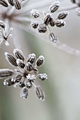 Gefrorene Samenstaende von Fenchel (Foeniculum)