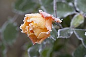 Rosenblüte mit Rauhreifrand - Rosa 'Tequila' (Rose) mit Frost